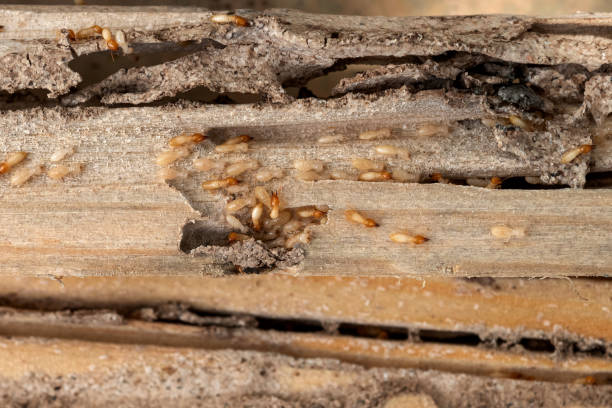  Country Clu, MO Pest Control Pros